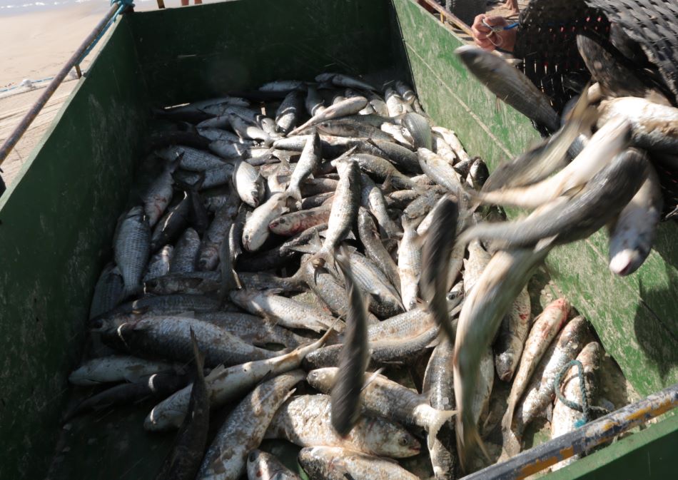 Governo do Estado entra na Justiça contra a redução de cotas para a pesca da tainha deste ano