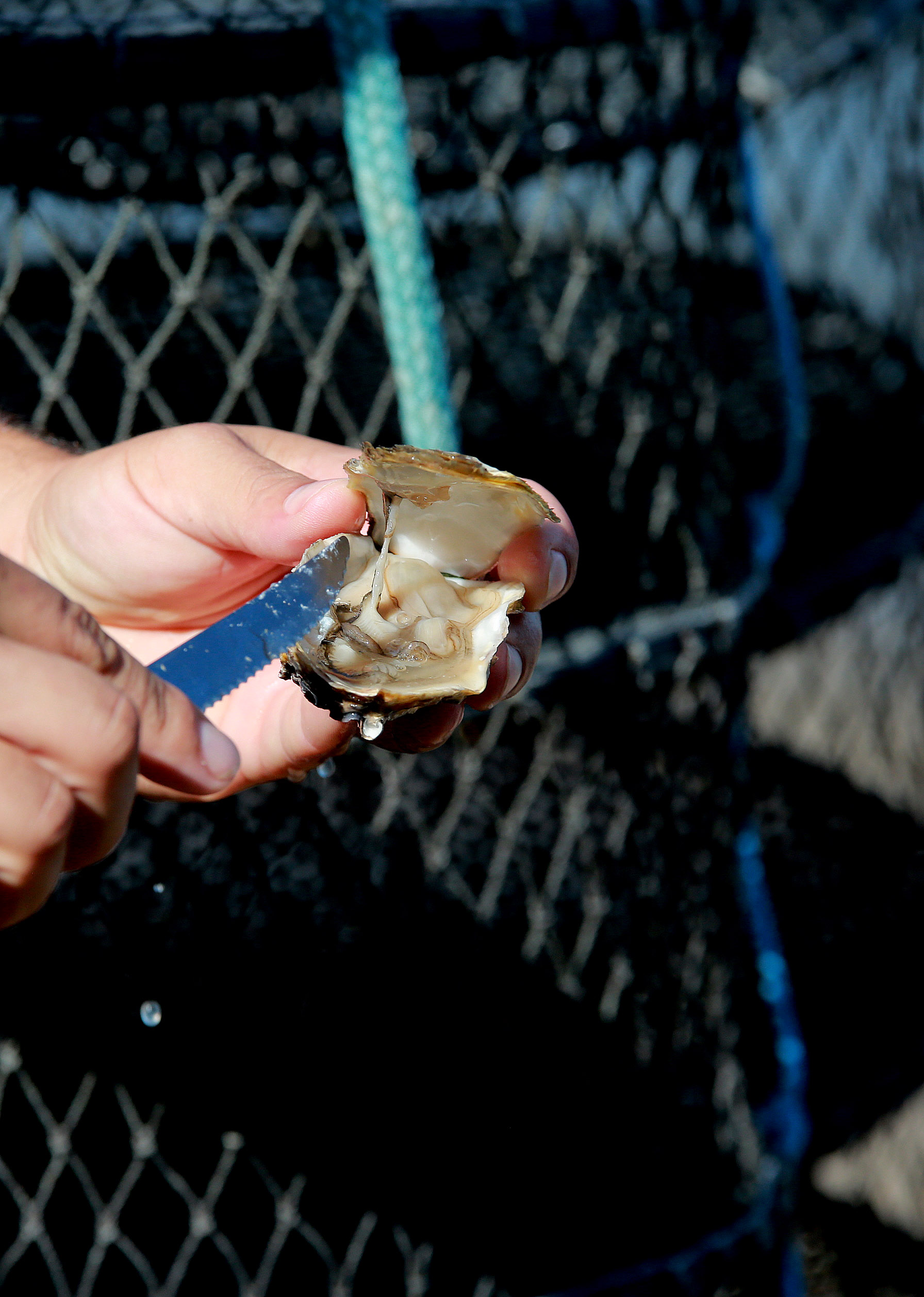 Cidasc adota medidas para fortalecer a cadeia produtiva de moluscos bivalves