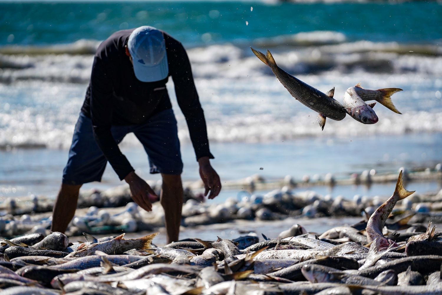 Secretaria de Aquicultura e Pesca informa que coordenadas para captura da tainha serão definidas pela Polícia Militar Ambiental