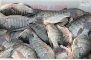 Secretaria da Aquicultura e Pesca de SC é contrária à proposta do Governo Federal que pode afetar a cadeia da tilápia, ostras e outras espécies