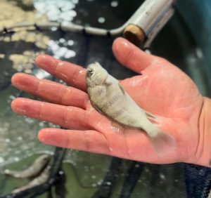 Secretaria da Aquicultura e Pesca define o tamanho mínimo de captura do burriquete