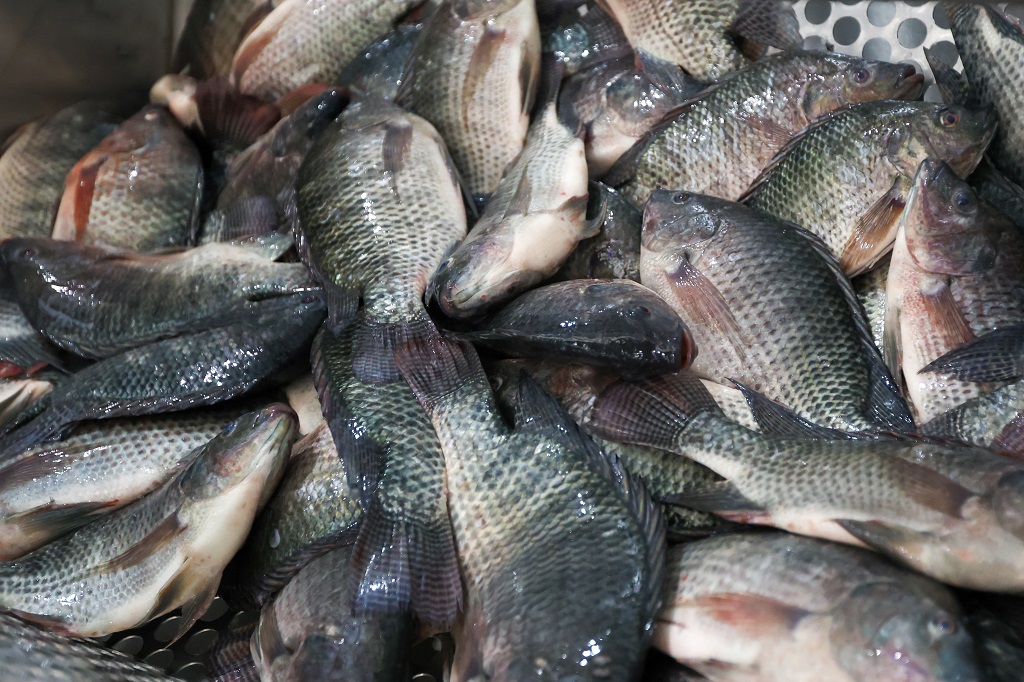 Governo de SC proíbe entrada e comercialização de tilápia do Vietnã para blindar produção estadual contra vírus exótico