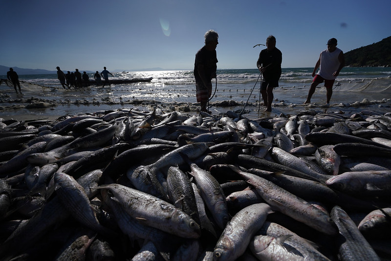 O que muda em Santa Catarina com a nova portaria que estabelece as regras da pesca da tainha para 2026 